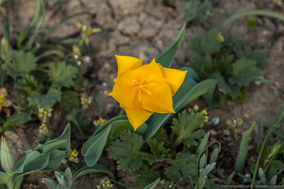 Желтый тюльпан в Крыму