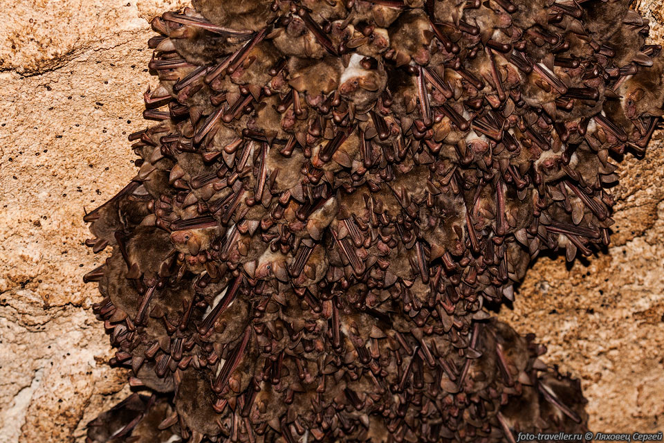 В Опукских каменоломнях обитает около 40 тыс. летучих мышей.
Когда мы их посещали, их было довольно мало - не больше тысячи.