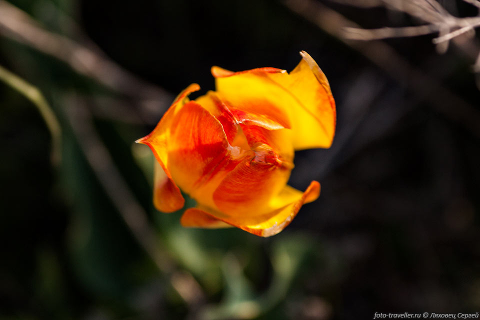В Крыму известно 8 разновидностей тюльпана Шренка, которые отличаются 
цветом бутона