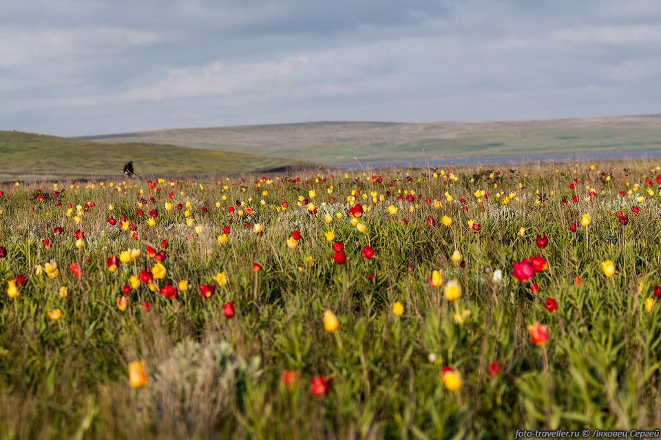 Самое большое поле тюльпанов находится немного западнее горы Приозерная 
и Кояшского озера