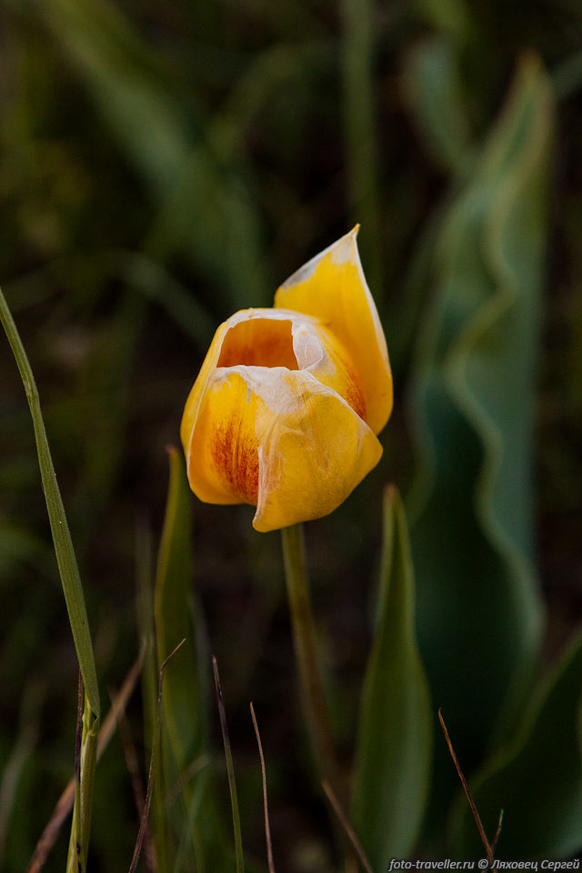 Стебель тюльпана Шренка бывает до 30-40 см высотой. 
Листья, слабо волнистые по краю, короче цветка.