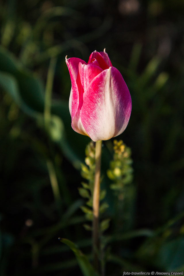 Размножение тюльпана Шренка семенное. 
Цветёт в конце апреля.