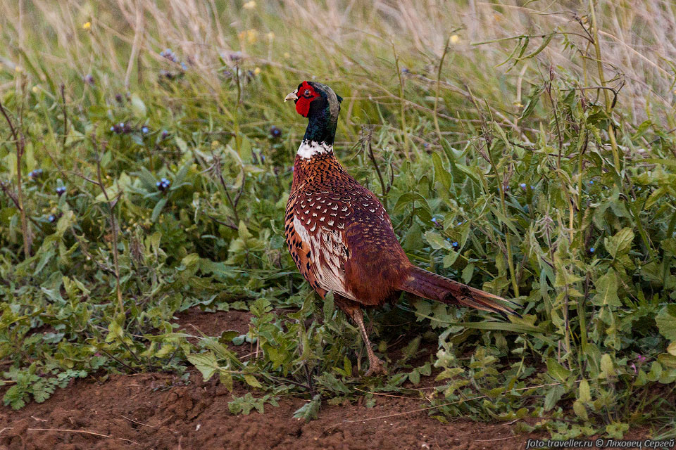 Обыкновенный фазан имеет длину тела до 85 см, вес до 2-х кг.
