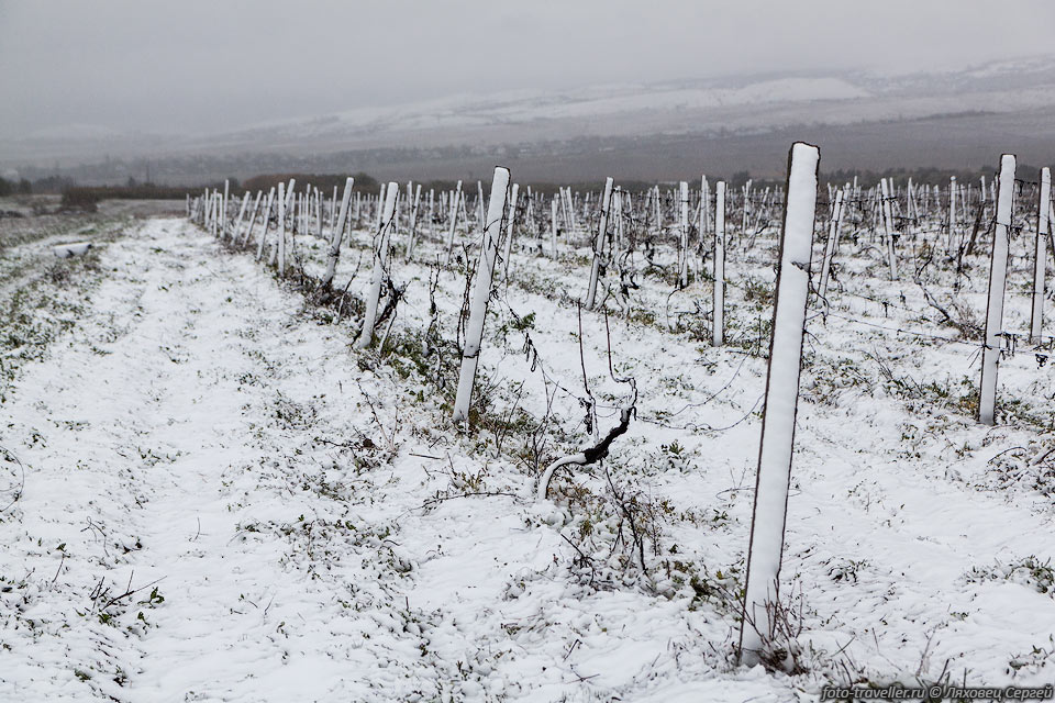 Виноградник в снегу
