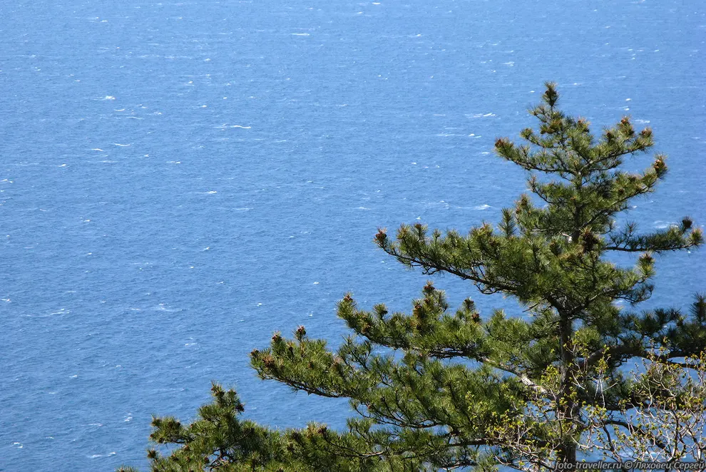 Сосна и море