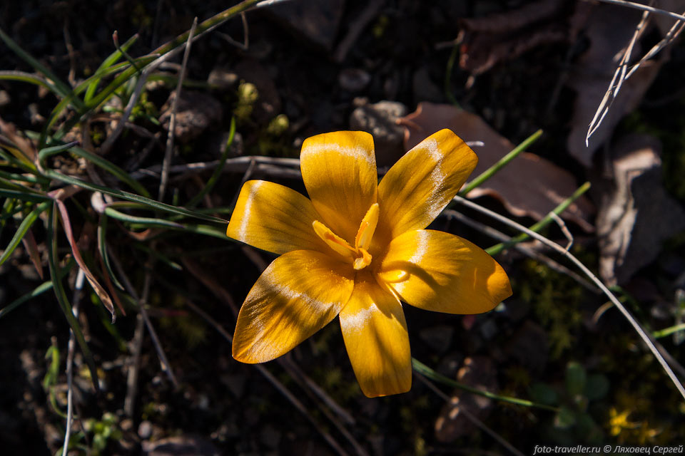 Крокус (Шафран) золотистоцветковый (Crocus chrysanthus)