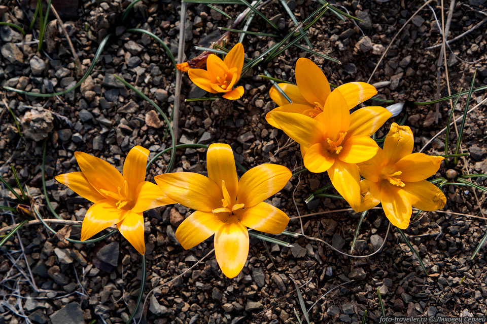 Весна в Крыму.
Крокус золотистоцветковый (Crocus chrysanthus).