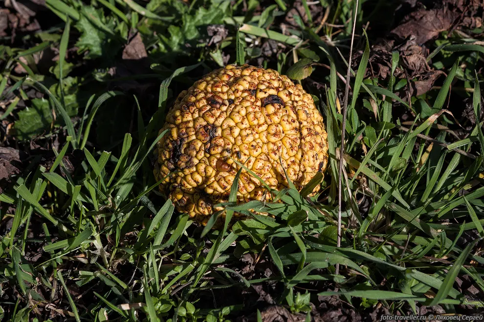 Несъедобный плод Маклюры оранжевой, Маклюра Яблоконосная (Maclura
pomifera, Maclura aurantiaca Nutt).
Плоды хранятся пол года, используются в медицине.