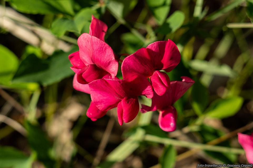 Красный цветок в весеннем Крыму
