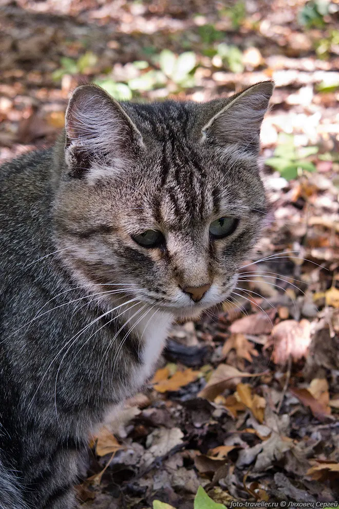 Полудикий кот