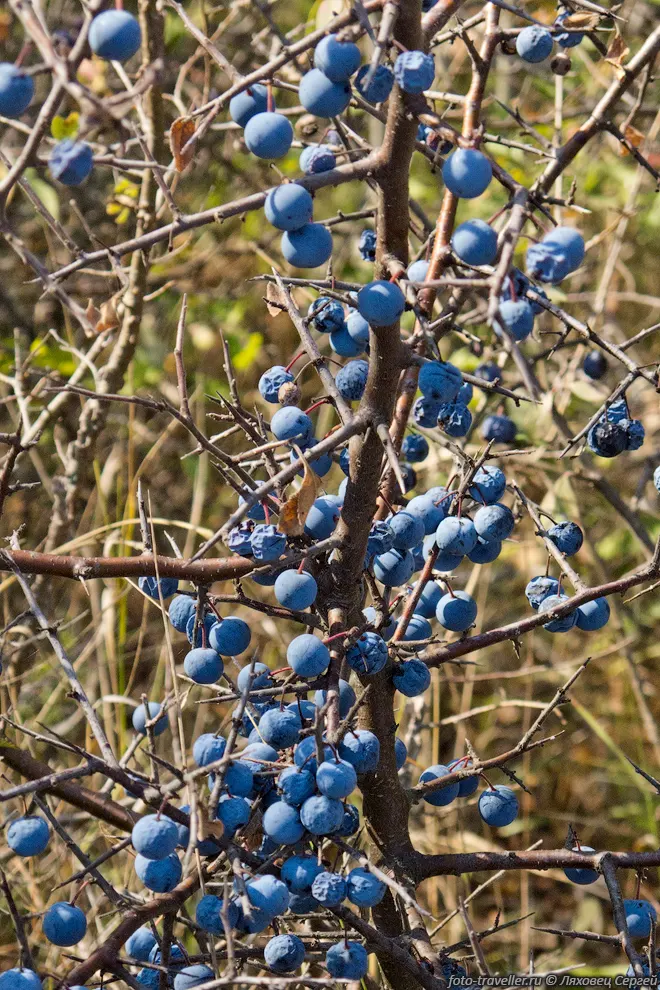 Тёрн (терновник, Слива колючая, Prunus
spinosa) - небольшой колючий кустарник.