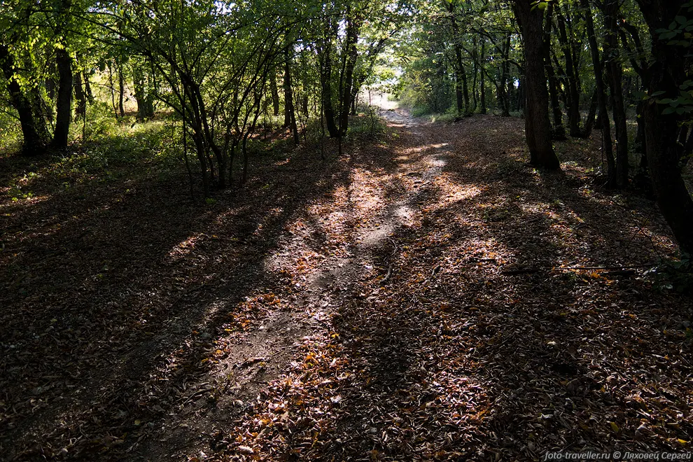 Лесная дорога