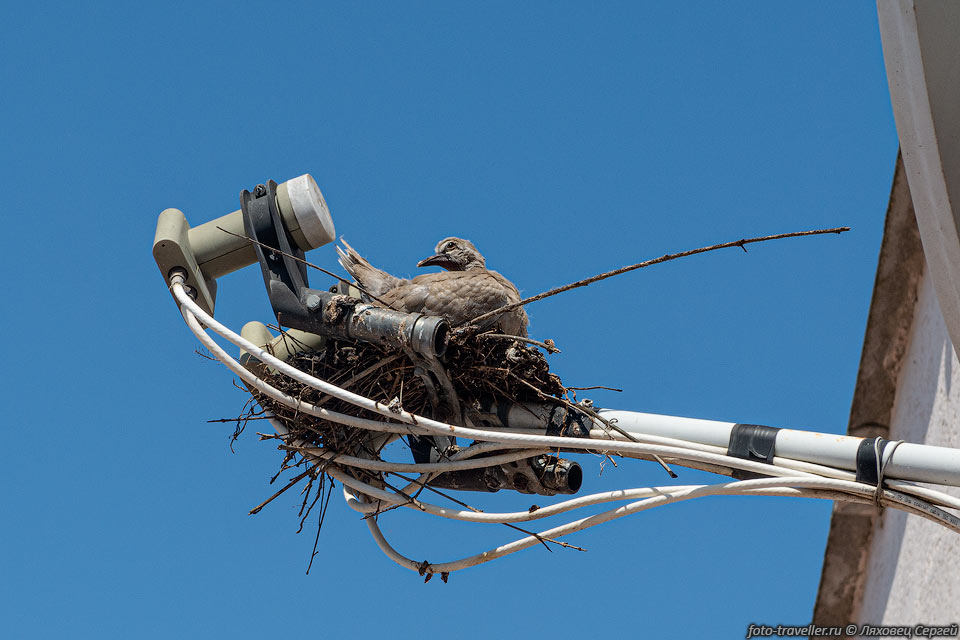 Гнездо птички на приемнике спутниковой тарелки