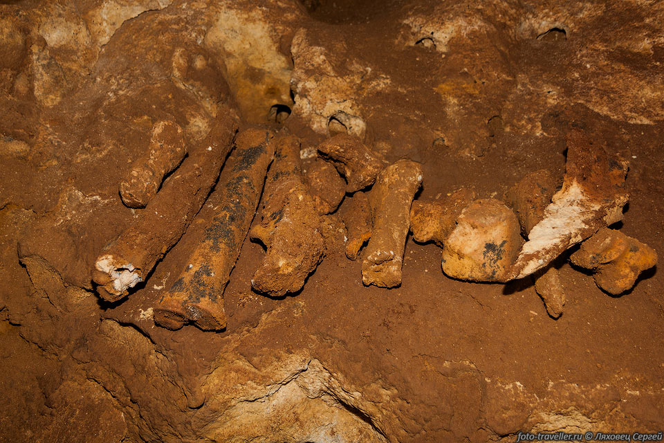 В пещере нашли множество костей, в том числе окаменевших