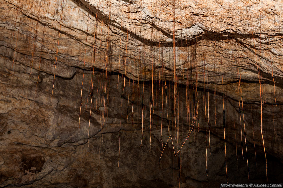 Корни в одной из частей пещеры - поверхность близко
