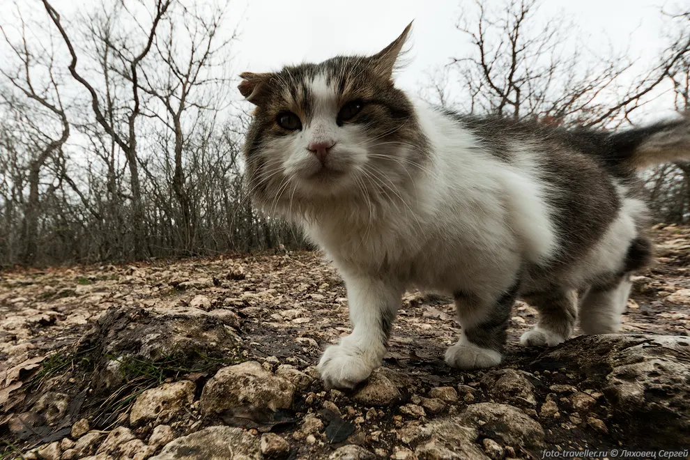 Монастырский котик