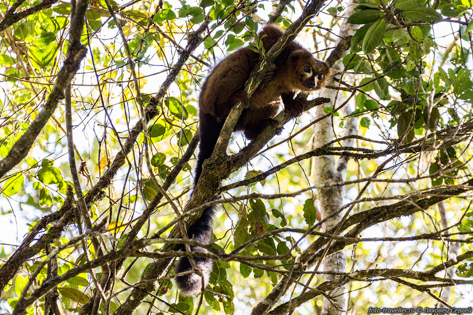 Рыжебрюхий лемур (Eulemur rubriventer, Red-bellied Lemur) 
в Национальном парке Раномафана (Parc National de Ranomafana).