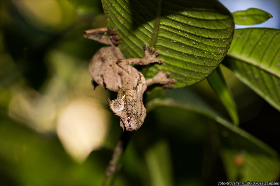 Фантастический листохвостый геккон (Uroplatus phantasticus, Satanic 
leaf-tailed gecko).
Над глазами располагаются небольшие выросты, которые создают тень на глазах этого 
необычного геккона.
Днем они прячутся среди опавшей листвы или на невысоких кустарниках. С наступлением 
темноты выходят на ловлю насекомых.