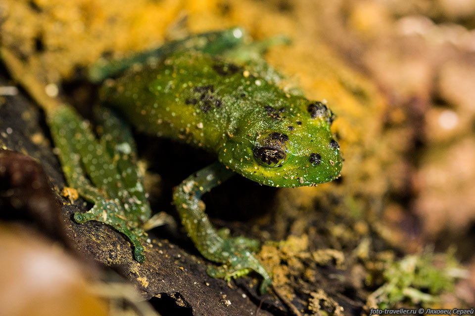 Маленькая лягушка.
На Мадагаскаре очень много редких видов, всех их идентифицировать не получилось.