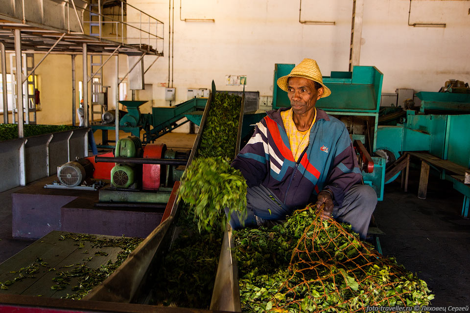 Агрегат по измельчению листьев на чайной фабрике Самбава (Sahambavy 
Tea Estate).
Множество названий на Мадагаскаре не совсем понятно как произносить и читать.
Их нужно произносить на французский лад.