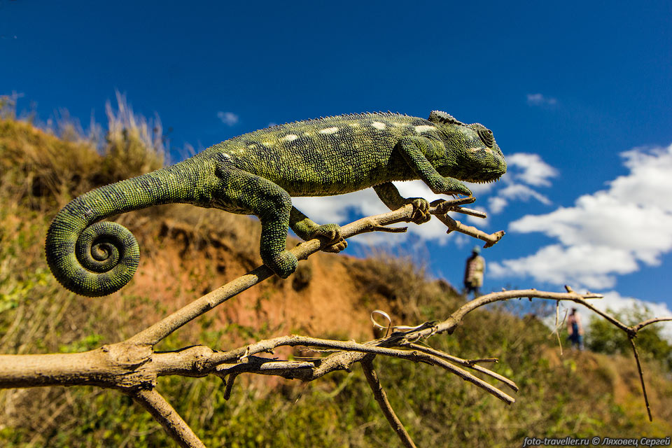Гигантский хамелеон (Furcifer oustaleti, Malagasy Giant Chameleon) 
- вид ящериц, эндемик Мадагаскара.