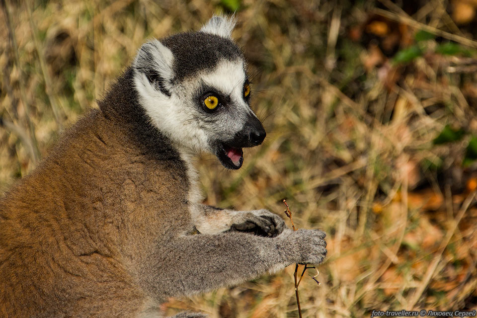 Кошачий лемур, кольцехвостый лемур,  катта (Lemur 
catta, Ring-tailed lemur).
Это наиболее известный вид из семейства лемуровых.