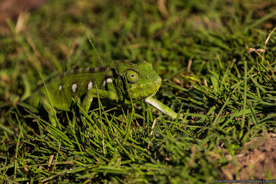 Гигантский хамелеон (Furcifer oustaleti, Malagasy Giant Chameleon) 
ползает в траве