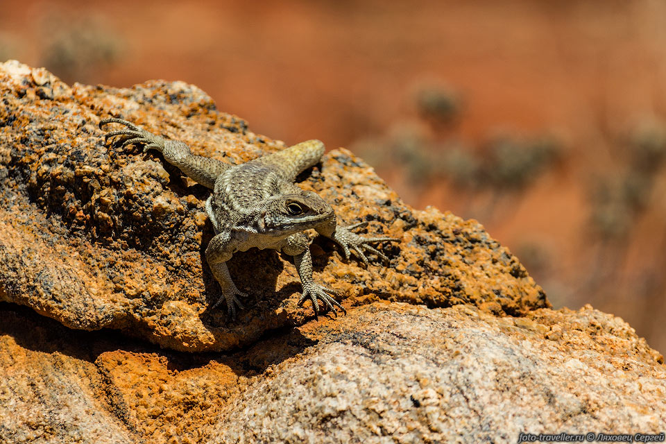 Игуана мадагаскарская (Chalarodon madagascariensis, 
Madagascar Desert Iguana, Three-eyed lizard) обитает в юго-западной части Мадагаскара.