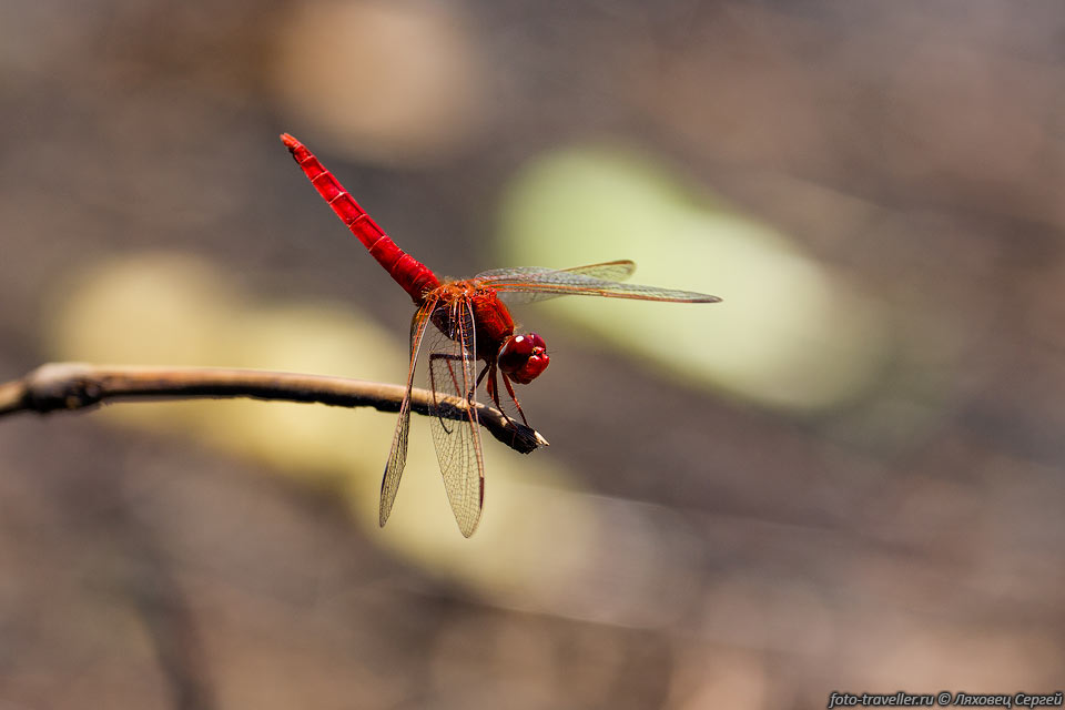 Красная стрекоза (Red Dragonfly, Trithemis selika).