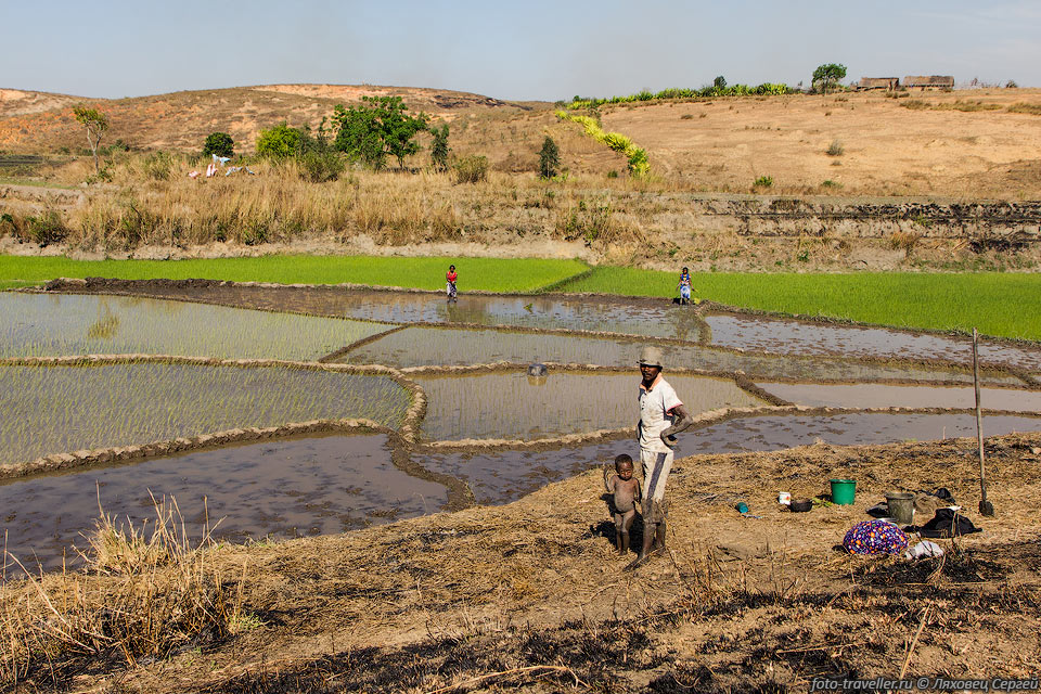 Низины, как правило, заняты рисовыми полями из-за наличия воды.
Поселки стоят на холмах - там сухо.