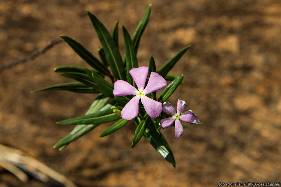 Катарантус длиннолистный (Catharanthus longifolius) - эндемик 
Мадагаскара.