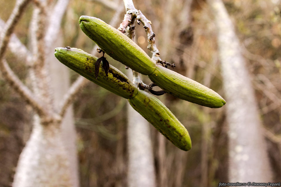 Плоды растения рода Пахиподиум (Pachypodium), семейства Кутровые.
Название произошло от греческого "толстая нога".