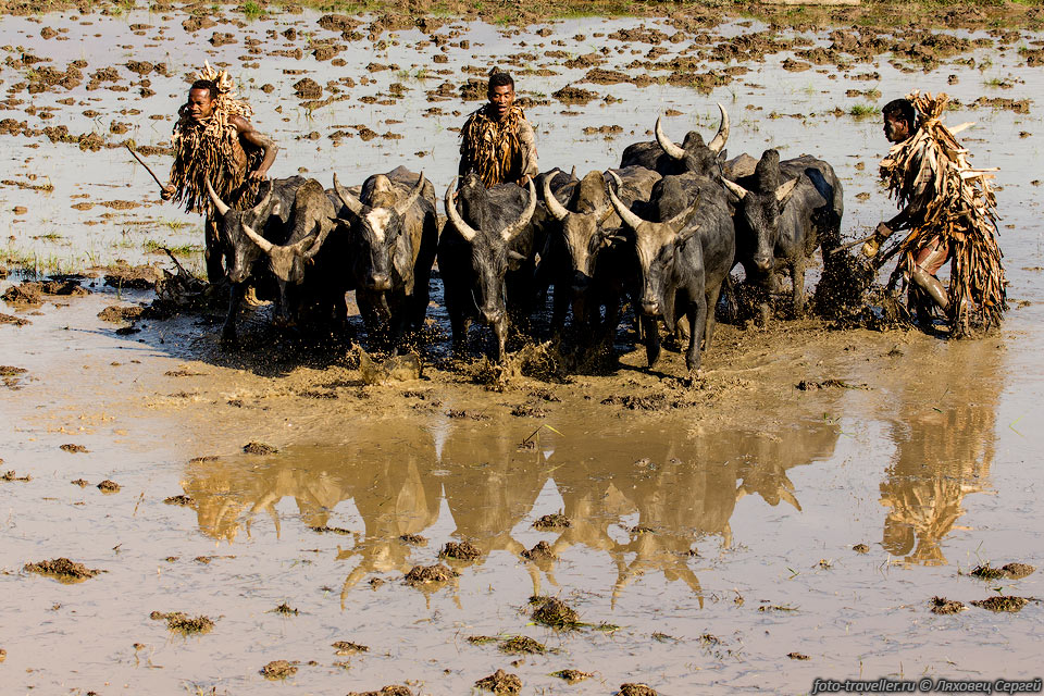 Подготовка поля для посадки риса.
Мужчины гоняют буйволов по воде для замешивания грязи.