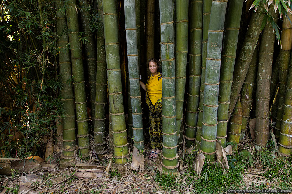 Большой бамбук