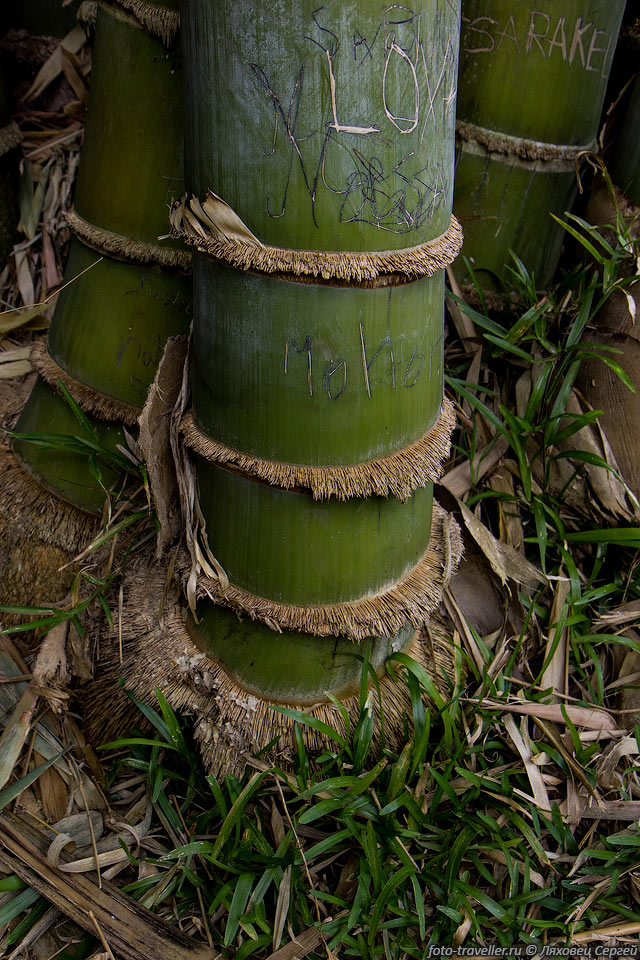 Толстый ствол бамбука