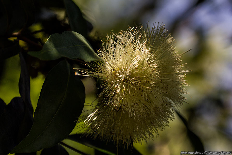 Растение относится к семейству Миртовые. Вероятно это цветок эвкалипта.