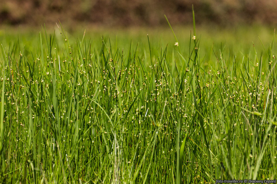 Рис (Oryza) - род травянистых растений семейства Злаки.