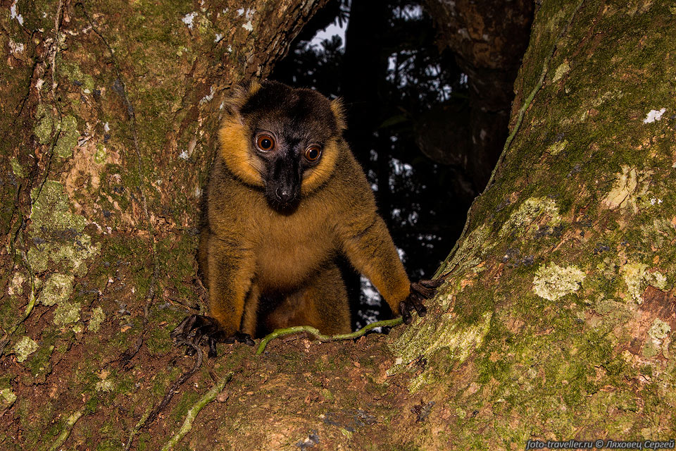 Бурый лемур (Eulemur fulvus, Brown Lemur). 
Обитает в центральной части Мадагаскара, а также на западе острова к северу от реки 
Бецибука и на востоке между реками Мангуру и Царатанана.
Существует популяция на Майотте, однако считается, что она была завезена туда человеком.
