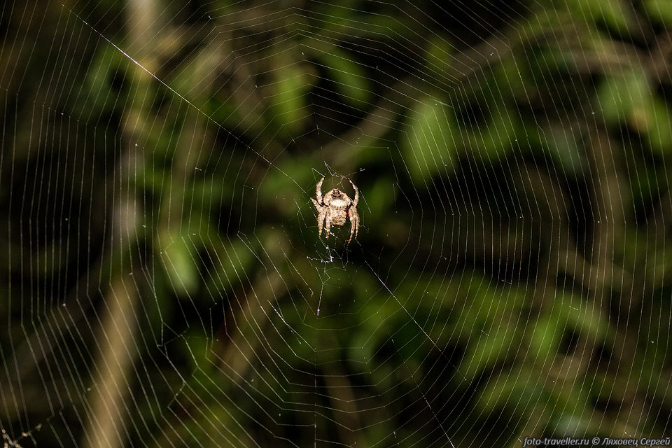 Похож на паука Дарвина (Caerostris darwini, Darwin's Bark Spider 
Wielwebspin sp.).
