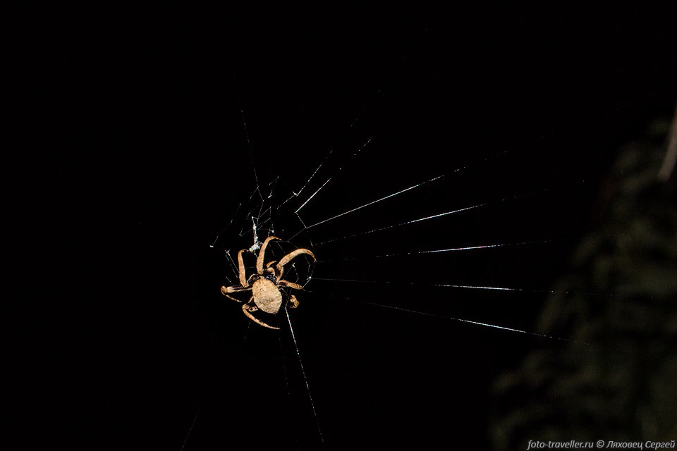 Мадагаскарский паук