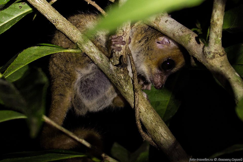 Серый мышиный лемур, мышиный лемур, миллеровский лемур 
(Microcebus murinus, Grey mouse lemur, Lesser mouse lemur) - очень маленький лемур, 
эндемик Мадагаскара. Весит 58-67 граммов. Является самым крупным представителем 
рода мышиных лемуров, куда относятся все самые мелкие в мире приматы.
Увидеть и сфотографировать его в темноте было непросто.