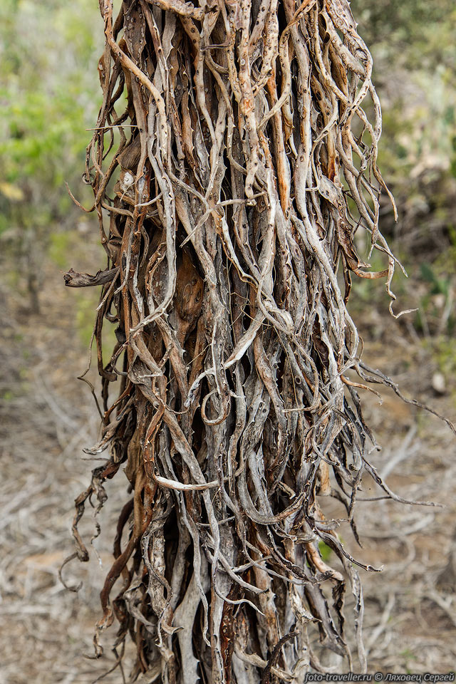 Сухие листья алоэ.
На Мадагаскаре произрастает множество видов алоэ.