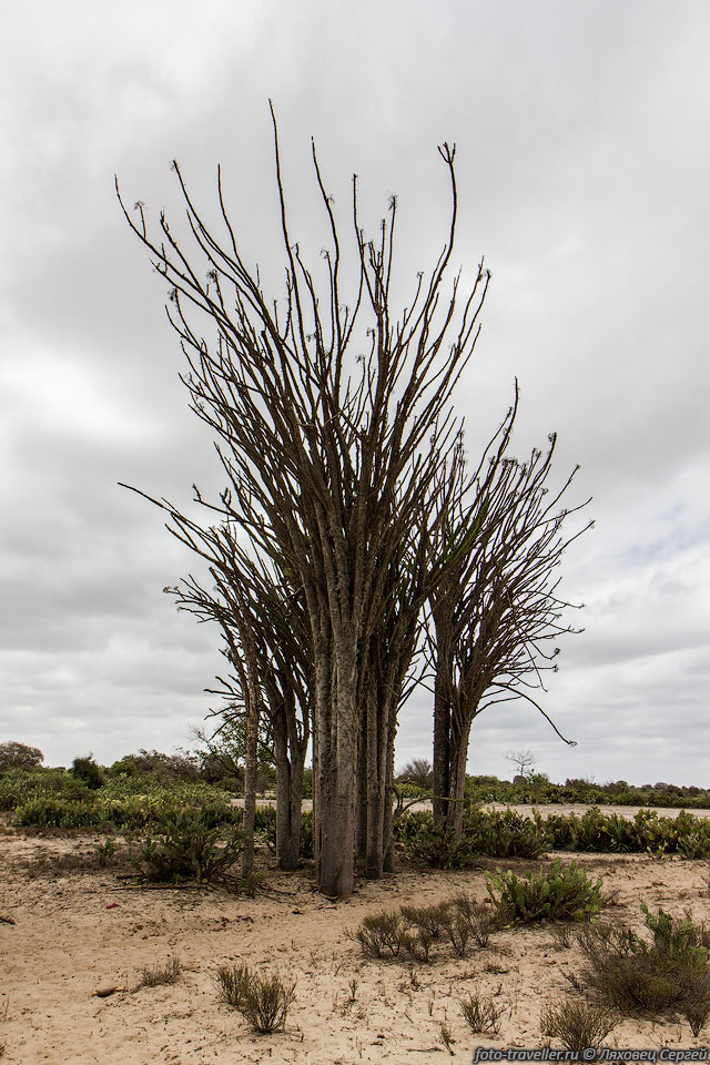Дидиерея мадагаскарская (Didierea madagascariensis) - необычное 
и интересное дерево.
Стволы и ветви которых покрыты густыми шипами, часто достигающими весьма внушительных 
размеров.