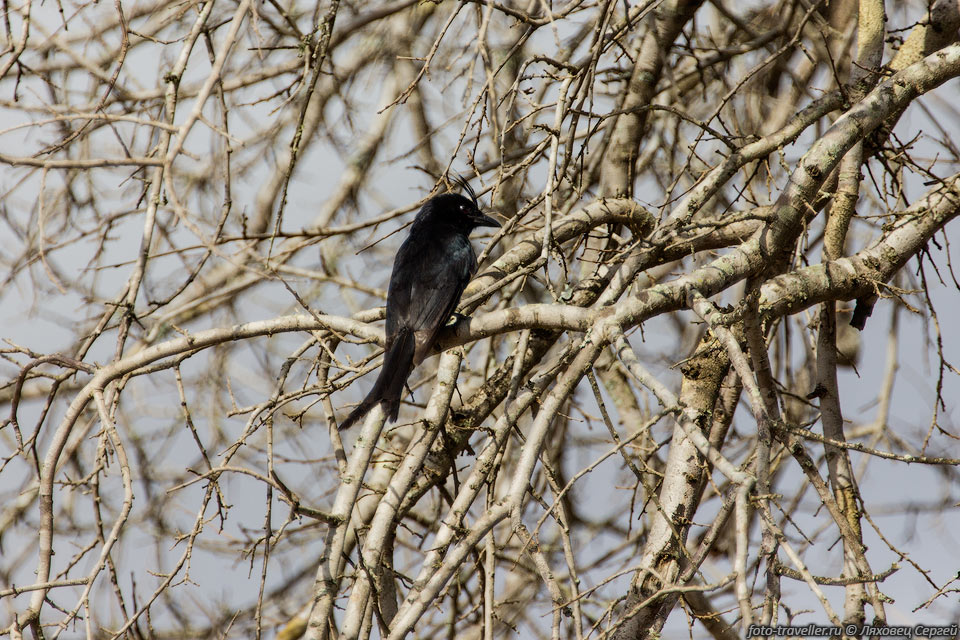 Черная птица с хохолком