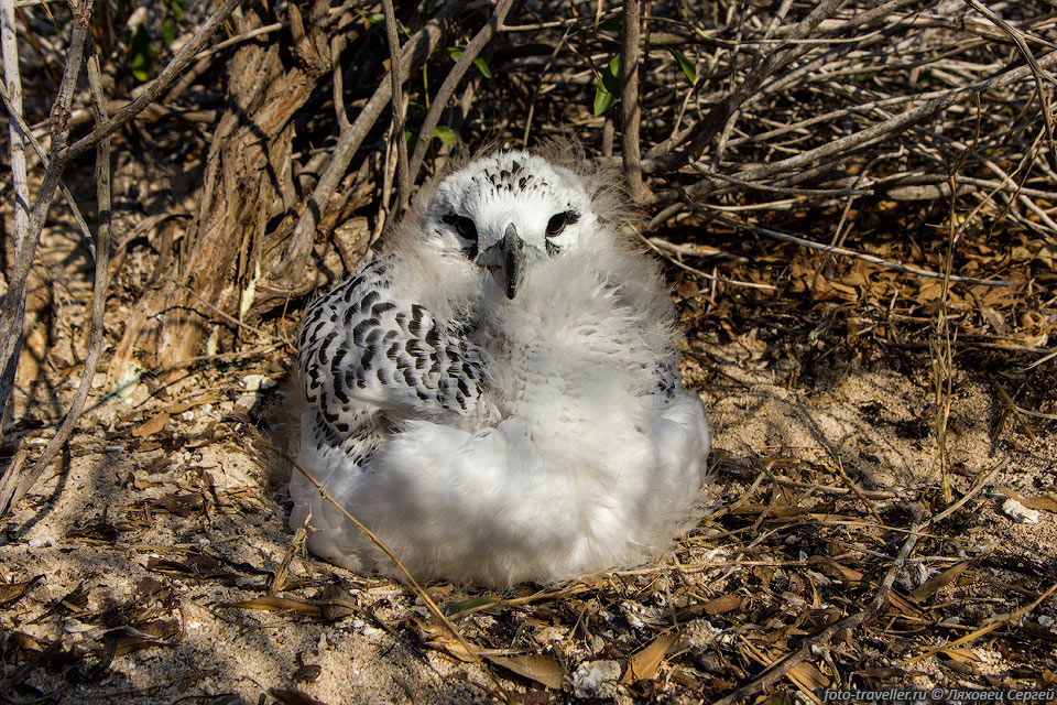 На острове Нуси Ве есть гнездовья птиц.
Тут нет естественных хищников. 
Когда приближаешься близко птенцы начинают возмущаться.