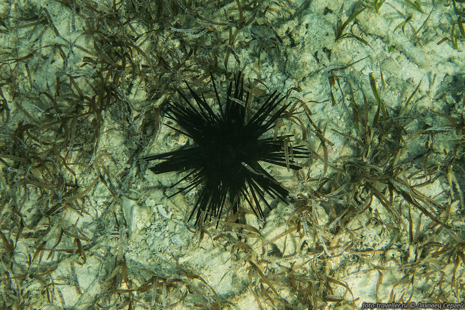 Морские ежи (Echinoidea) относятся к классу иглокожих. 
Известно около 940 современных видов.