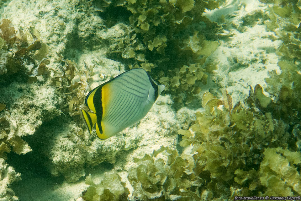 Рыба-бабочка в Индийском океане, у берегов Мадагаскара