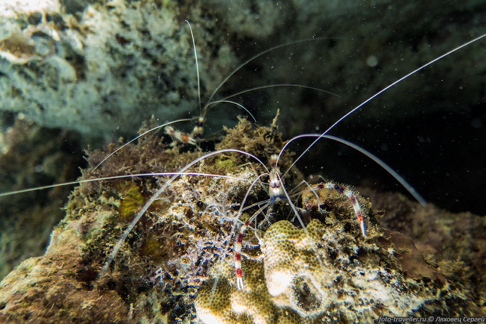 Креветка-боксер полосатая (Stenopus hispidus, Red banded boxer 
shrimp, White-banded cleaner shrimp, Banded coral shrimp, Boxing shrimp).
Распространена во всех тропических морях мирового океана. Самки до 9 см в длину, 
самцы до 6.