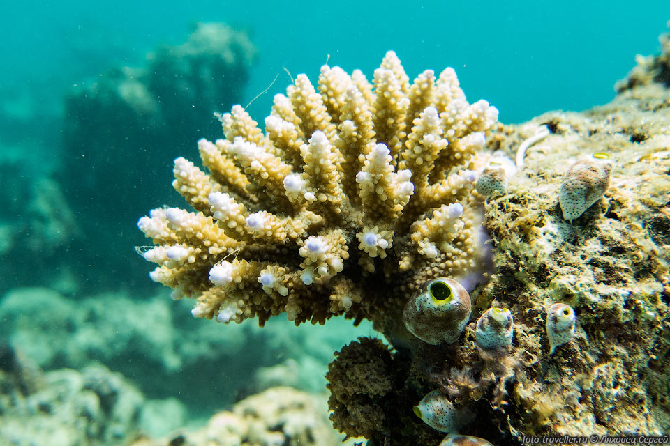 Кораллы возле острова Нуси Ве.
На острове недавно образован морской заповедник, вход платный (200 ариари).