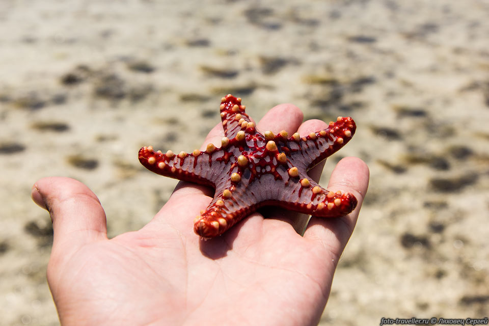  Эта крупная морская звезда (Protoreaster linckii) живёт 
в тропической части Индийского океана от Восточной Африки до Западной Австралии.
